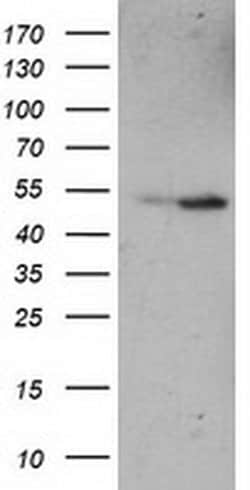 ETF1 Mouse anti-Human, Clone: OTI2E3, liquid, TrueMAB 100 &mu;L; Unconjugated:Antibodies,