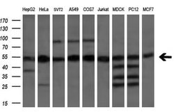 ETF1 Mouse anti-Human, Clone: OTI2E3, liquid, TrueMAB 100 &mu;L; Unconjugated:Antibodies,