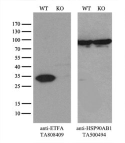 ETFA Monoclonal Antibody (OTI5C4), TrueMAB , OriGene:Antibodies:Primary