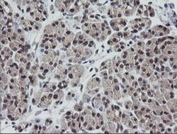 ETS2 Mouse anti-Human, Clone: OTI1H4, liquid, TrueMAB 30 &mu;L; Unconjugated:Antibodies,