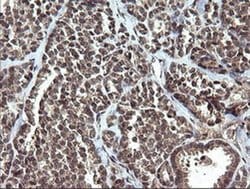 ETS2 Mouse anti-Human, Clone: OTI1H4, liquid, TrueMAB 30 &mu;L; Unconjugated:Antibodies,