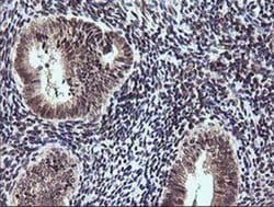 ETS2 Mouse anti-Human, Clone: OTI1H4, liquid, TrueMAB 30 &mu;L; Unconjugated:Antibodies,