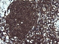 ETS2 Mouse anti-Human, Clone: OTI1H4, lyophilized, TrueMAB 100 &mu;g; Unconjugated:Antibodies,