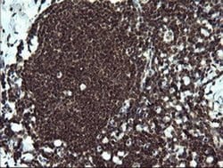 ETS2 Mouse anti-Human, Clone: OTI1H4, liquid, TrueMAB 30 &mu;L; Unconjugated:Antibodies,