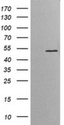ETS2 Mouse anti-Human, Clone: OTI1H4, lyophilized, TrueMAB 100 &mu;g; Unconjugated:Antibodies,