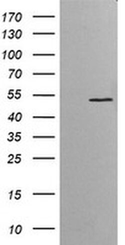 ETS2 Mouse anti-Human, Clone: OTI1H4, liquid, TrueMAB 30 &mu;L; Unconjugated:Antibodies,