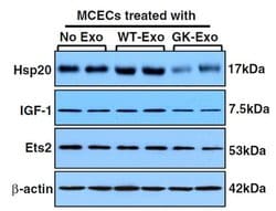 ETS2 Mouse anti-Human, Clone: OTI1H4, liquid, TrueMAB 30 &mu;L; Unconjugated:Antibodies,