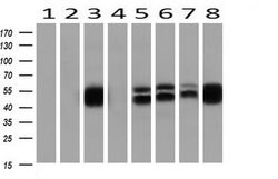 ETS2 Mouse anti-Human, Clone: OTI1H4, liquid, TrueMAB 30 &mu;L; Unconjugated:Antibodies,