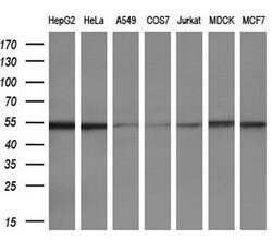 ETS2 Mouse anti-Human, Clone: OTI1H4, liquid, TrueMAB 30 &mu;L; Unconjugated:Antibodies,