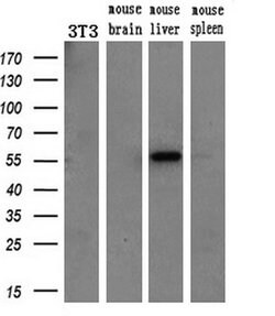 ETS2 Mouse anti-Human, Clone: OTI1H4, lyophilized, TrueMAB 100 &mu;g; Unconjugated:Antibodies,