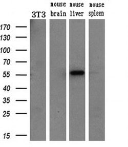 ETS2 Mouse anti-Human, Clone: OTI1H4, liquid, TrueMAB 30 &mu;L; Unconjugated:Antibodies,