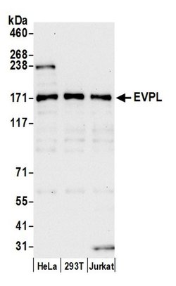 EVPL Polyclonal Antibody, Bethyl Laboratories 20 &mu;l; Unlabeled:Antibodies,