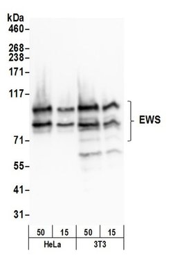 EWS Rabbit anti-Human, Polyclonal, Bethyl Laboratories 100 &mu;L; Unconjugated:Antibodies,