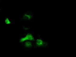 EXD1 Monoclonal Antibody (OTI4D7), TrueMAB , OriGene 100 &mu;L; Unconjugated:Antibodies,