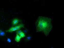 EXD1 Monoclonal Antibody (OTI1A2), TrueMAB , OriGene 100 &mu;L; Unconjugated:Antibodies,