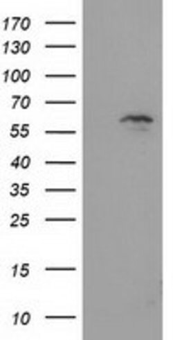 EXD1 Mouse anti-Human, Clone: OTI5B5, lyophilized, TrueMAB 100 &mu;g; Unconjugated:Antibodies,