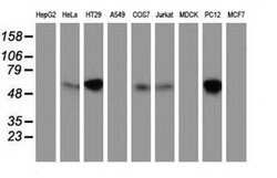 EXD1 Monoclonal Antibody (OTI2G5), TrueMAB , OriGene 30 &mu;L; Unconjugated:Antibodies,