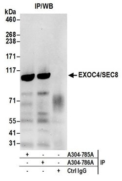 EXOC4/SEC8 Rabbit anti-Human, Polyclonal, Bethyl Laboratories 100 &mu;L;