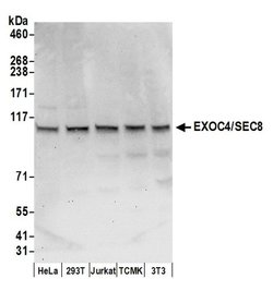 EXOC4/SEC8 Polyclonal Antibody, Bethyl Laboratories 20 &mu;l; Unlabeled:Antibodies,