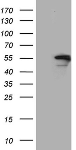 EXOC4 Mouse anti-Human, Clone: OTI1E9, lyophilized, TrueMAB 100 &mu;g;