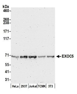 EXOC5 Polyclonal Antibody, Bethyl Laboratories 20 &mu;L; Unconjugated:Antibodies,