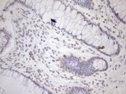 EXOSC1 Mouse anti-Human, Clone: OTI4C7, lyophilized, TrueMAB 100 &mu;g;