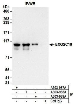 EXOSC10 Rabbit anti-Human, Polyclonal, Bethyl Laboratories 100 &mu;L; Unconjugated:Antibodies,