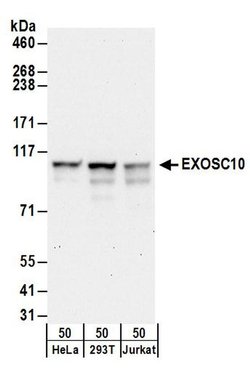 EXOSC10 Rabbit anti-Human, Polyclonal, Bethyl Laboratories 100 &mu;L; Unconjugated:Antibodies,