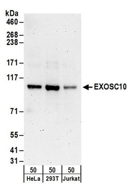 EXOSC10 Rabbit anti-Human, Polyclonal, Bethyl Laboratories 100 &mu;l; Unlabeled:Antibodies,