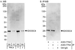 EXOSC4 Rabbit anti-Human, Polyclonal, Bethyl Laboratories 100 &mu;l; Unlabeled:Antibodies,