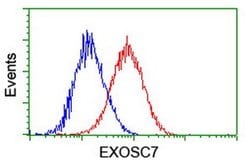 EXOSC7 Monoclonal Antibody (OTI1F4), TrueMAB , OriGene 30 &mu;L; Unconjugated:Antibodies,