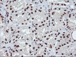 EXOSC7 Monoclonal Antibody (OTI1G8), TrueMAB , OriGene 30 &mu;L; Unconjugated:Antibodies,