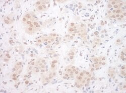 EYA3 Rabbit anti-Human, Polyclonal, Bethyl Laboratories 100 &mu;L; Unconjugated:Antibodies,