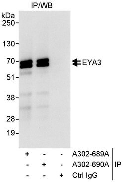 EYA3 Rabbit anti-Human, Polyclonal, Bethyl Laboratories 100 &mu;L; Unconjugated:Antibodies,