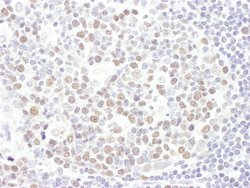 EZH2 Rabbit anti-Human, Mouse, Polyclonal, Bethyl Laboratories 100 &mu;L;