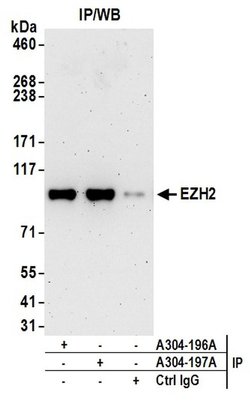 EZH2 Rabbit anti-Human, Polyclonal, Bethyl Laboratories 10 &mu;l; Unlabeled:Antibodies,