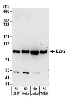 EZH2 Rabbit anti-Human, Mouse, Polyclonal, Bethyl Laboratories 100 &mu;L;