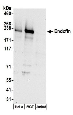 Endofin Rabbit anti-Human, Polyclonal, Bethyl Laboratories 100 &mu;L; Unconjugated:Antibodies,