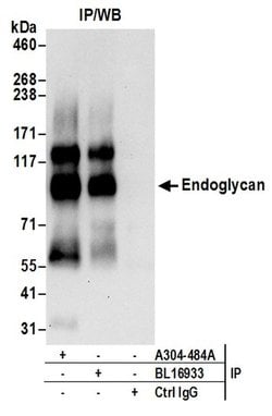 Endoglycan Rabbit anti-Human, Polyclonal, Bethyl Laboratories 100 &mu;L;