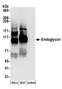 Endoglycan Rabbit anti-Human, Polyclonal, Bethyl Laboratories 100 &mu;L;