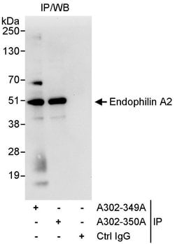 Endophilin A2 Rabbit anti-Human, Polyclonal, Bethyl Laboratories 100 &mu;L;