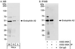 Endophilin A2 Rabbit anti-Human, Polyclonal, Bethyl Laboratories 100 &mu;L;