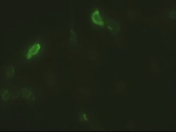 EpCAM Mouse anti-Human, Clone: OTI2G1, lyophilized, TrueMAB 100 &mu;g;
