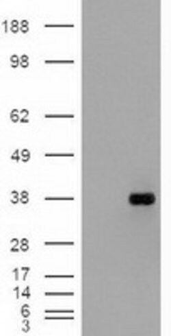 EpCAM Mouse anti-Human, Clone: OTI2G1, lyophilized, TrueMAB 100 &mu;g;