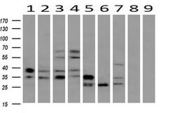 EpCAM Mouse anti-Human, Clone: OTI2G1, lyophilized, TrueMAB 100 &mu;g;
