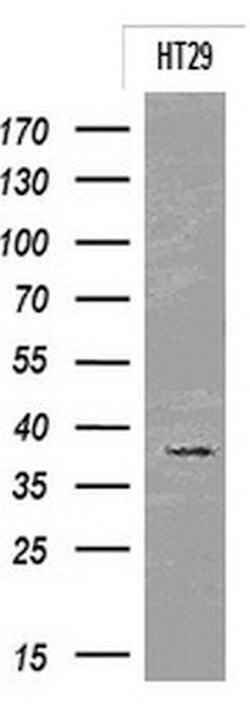 EpCAM Mouse anti-Human, Clone: OTI2G1, lyophilized, TrueMAB 100 &mu;g;