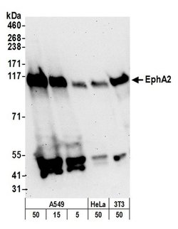 EphA2 Rabbit anti-Human, Mouse, Polyclonal, Bethyl Laboratories 100 &mu;L;
