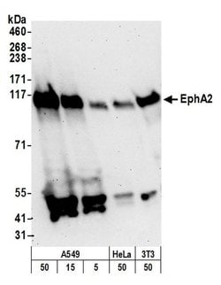 EphA2 Polyclonal Antibody, Bethyl Laboratories 20 &mu;L; Unconjugated:Antibodies,