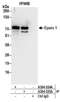 Epsin 1 Rabbit anti-Human, Mouse, Polyclonal, Bethyl Laboratories 100 &mu;l;