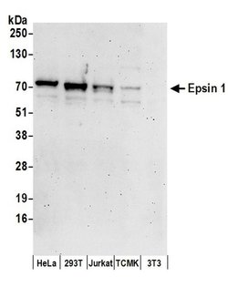 Epsin 1 Rabbit anti-Human, Mouse, Polyclonal, Bethyl Laboratories 100 &mu;l;